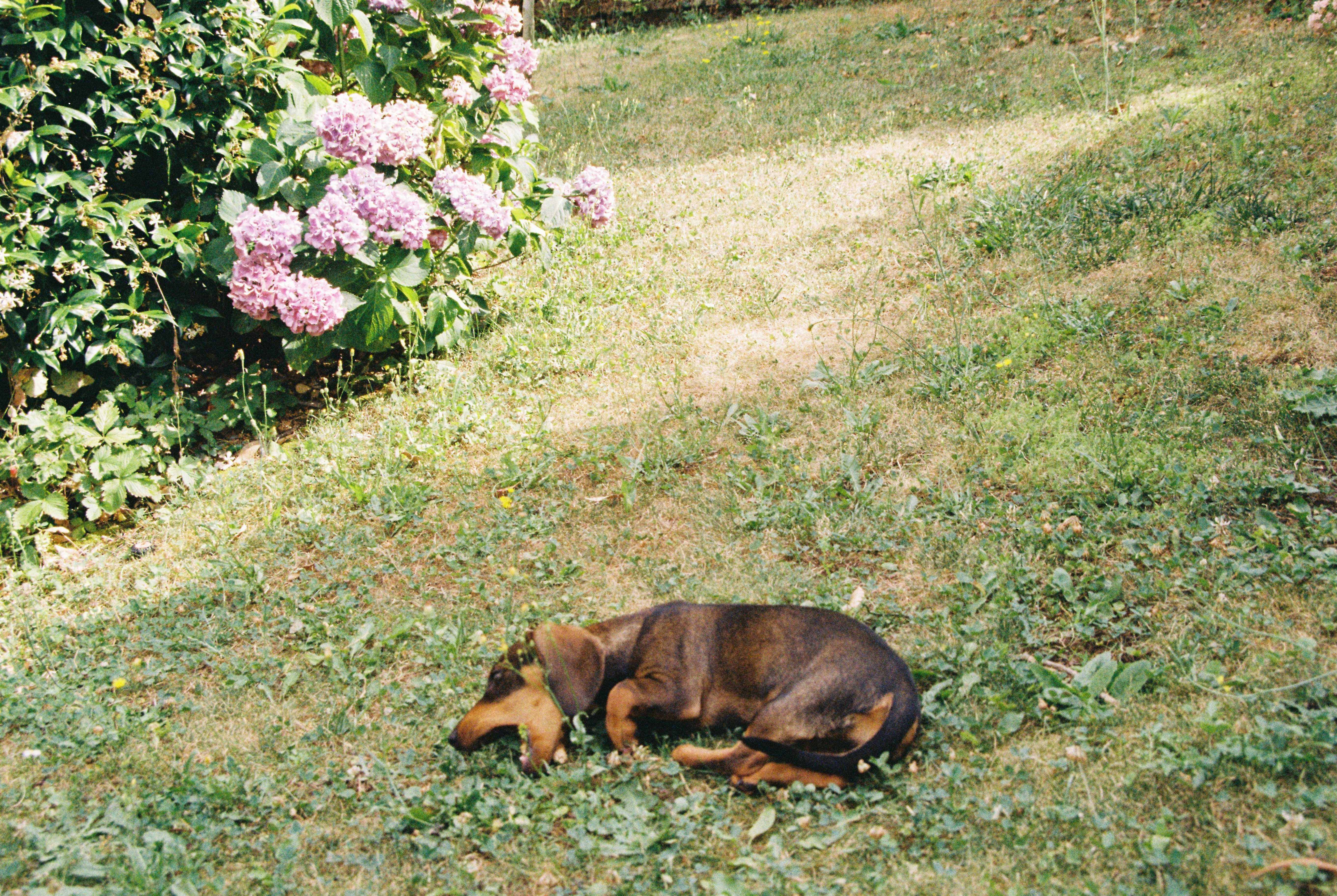A friend’s dog