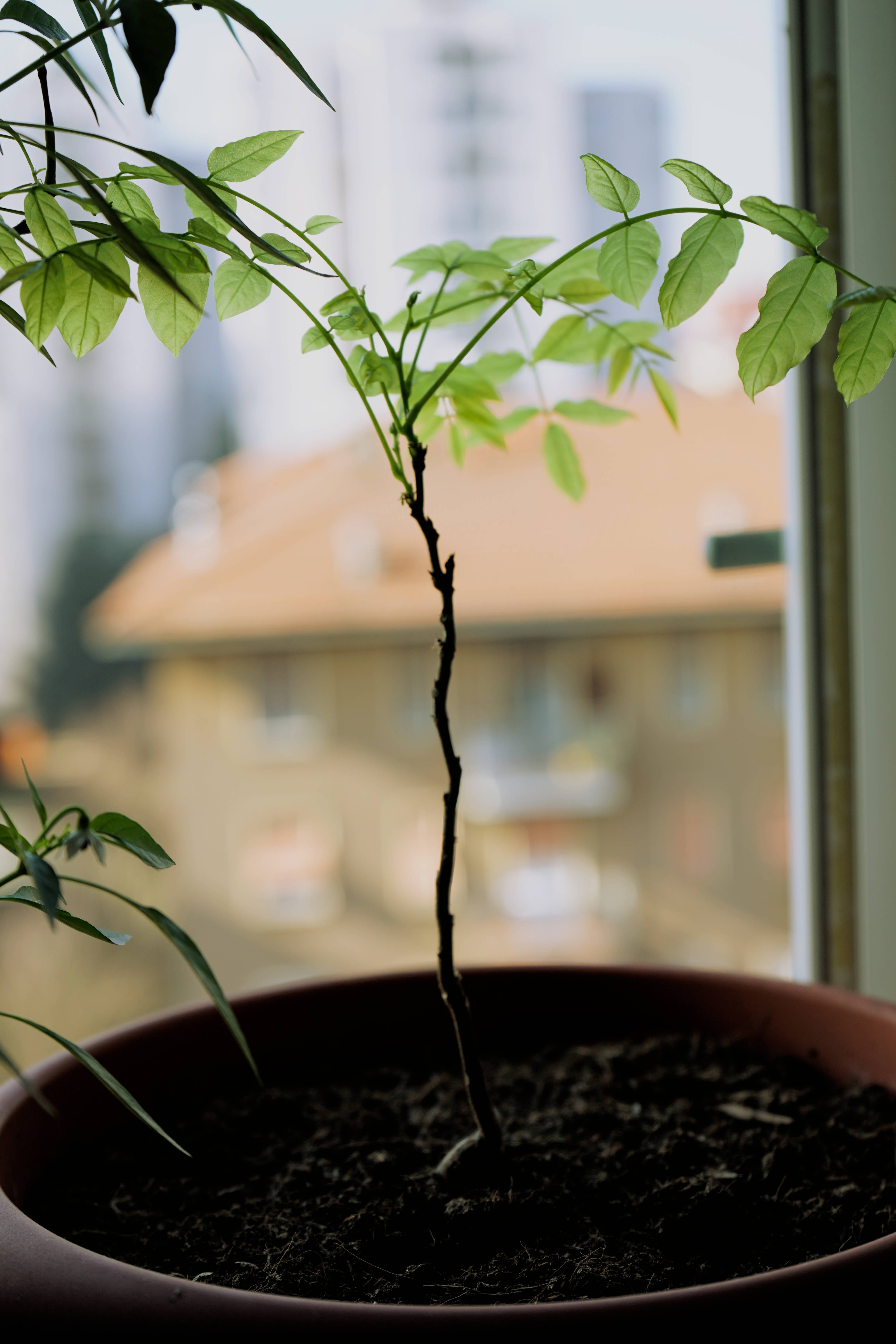 Wisteria plant